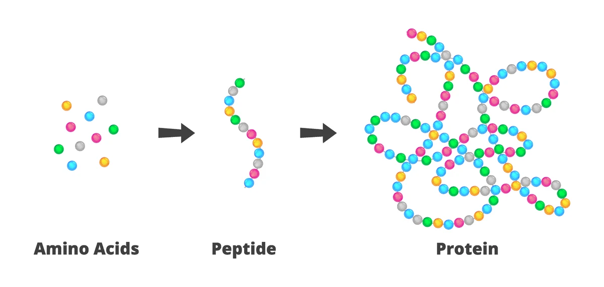 Amino acids linking into a short peptide chain and then a longer protein